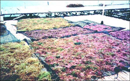 Sušenje alge Kappaphycus alvarezii
