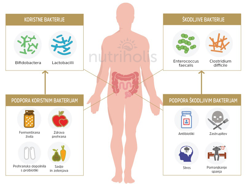 Diagram - koristne in škodljive bakterije