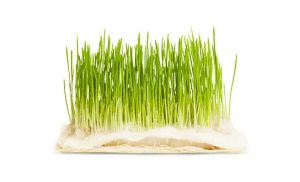 Pšenična trava