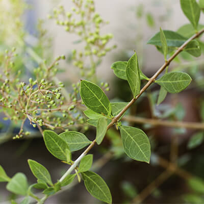 Rastlina Kana - Lawsonia Inermis