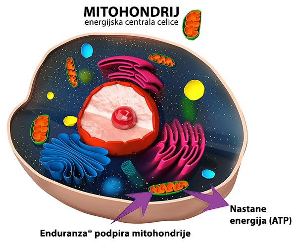 Enduranza podpira mitohondrije