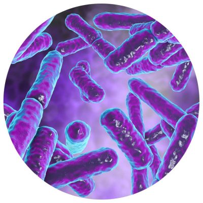 Koristne bakterije