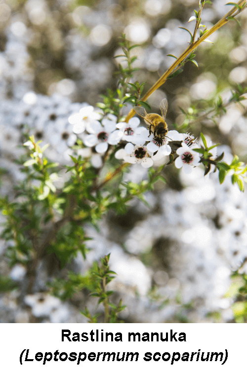 Manuka Leptospermum scoparium