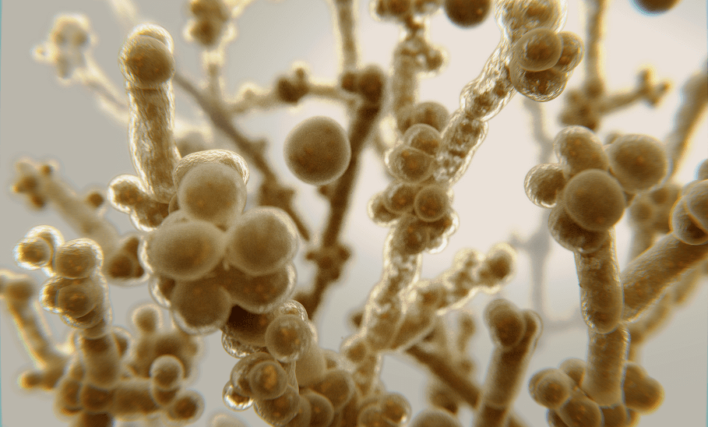 Candida Albicans