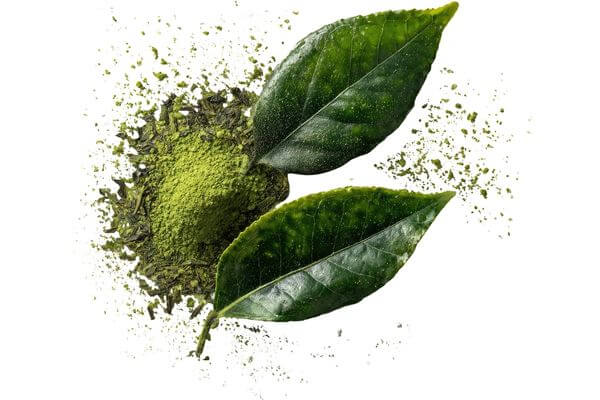 Izvleček zelenega čaja